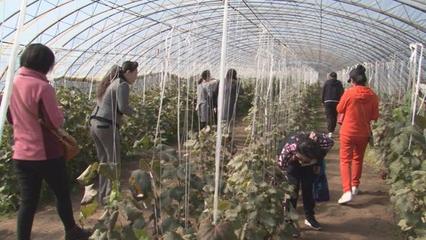 雙節伊春區首屆采摘節 品味自然甘甜，暢享和諧生活
