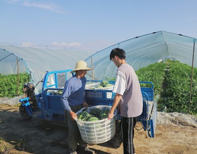 商城縣 果蔬飄香產業旺，繪就鄉村振興新畫卷