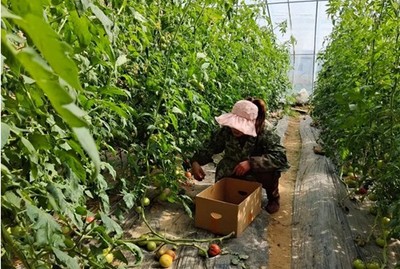 汝南縣張樓鎮 零距離服務“菜園子”，助力村民鼓起“錢袋子”