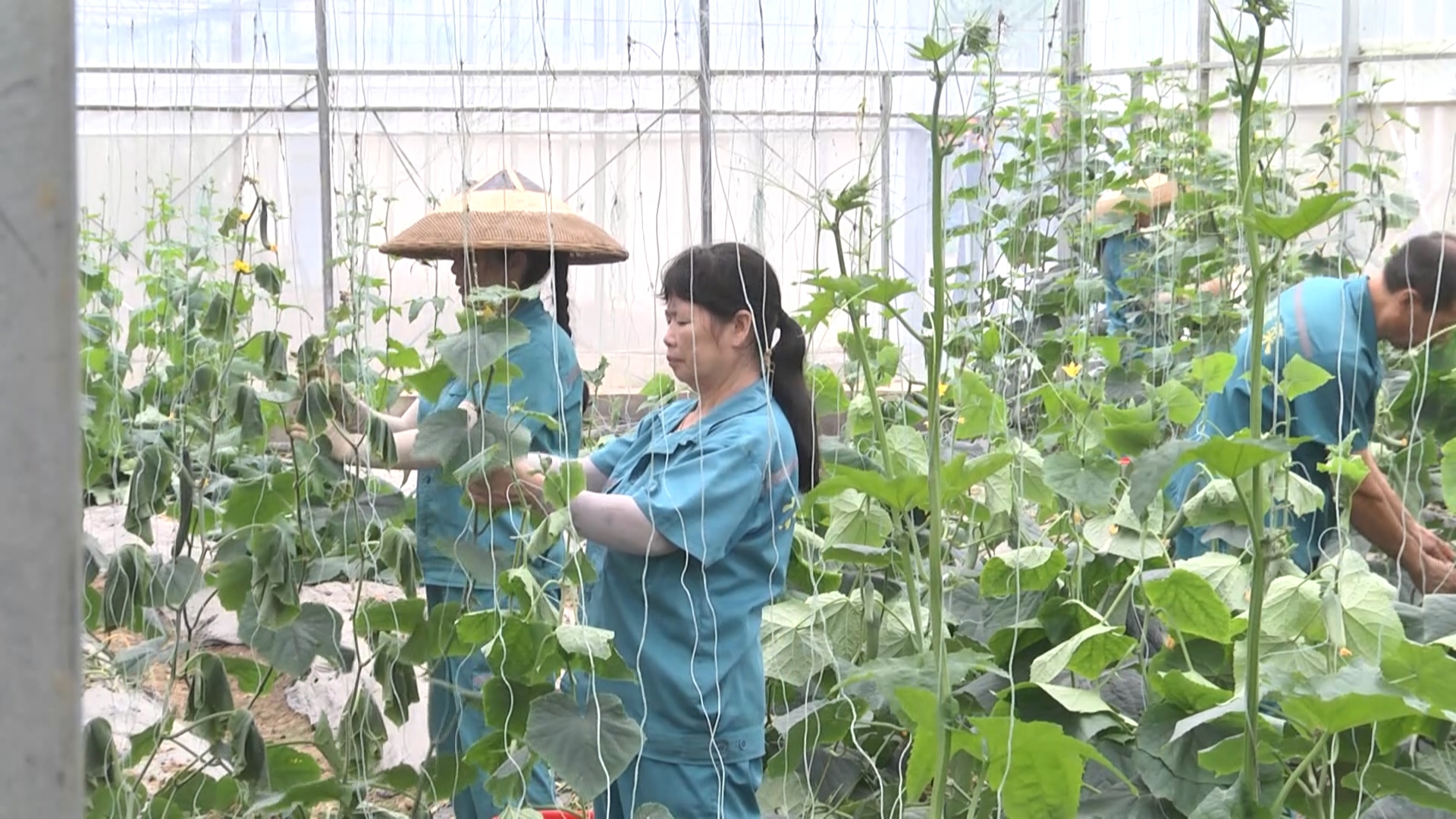 懷化鶴城區 邁向俄羅斯市場的蔬菜購銷新基地