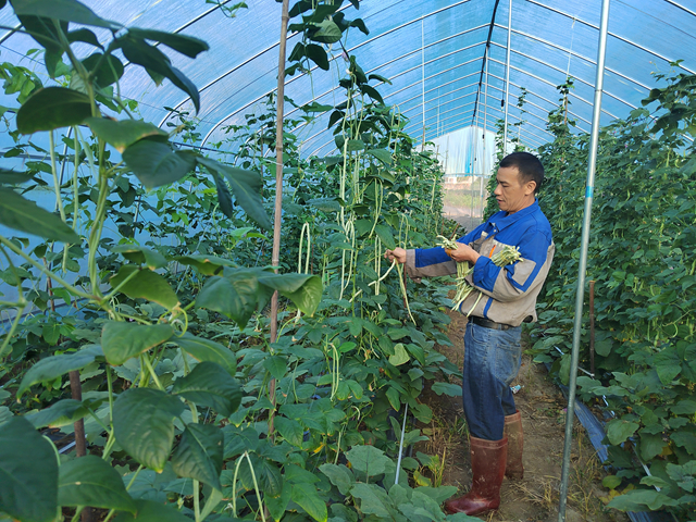蔬菜搶鮮上市 昭平鎮瓜果飄香產銷旺